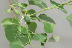 Sapium sebiferum